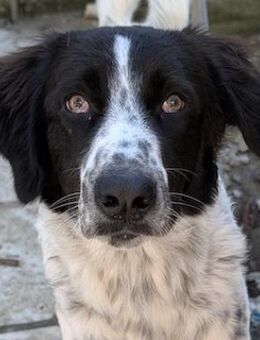 Silas, geb. ca.10/2024, GRIECHENLAND - Euskirchen