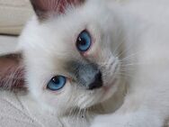 Heilige birma kitten - Marl (Nordrhein-Westfalen)