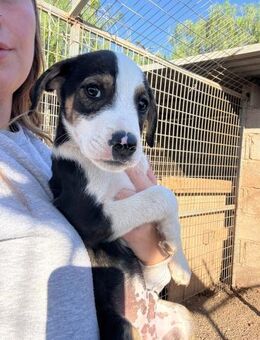 Frankie - Lorsch (Karolingerstadt)