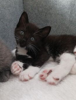 ** männliches Kitten zu verkaufen** - Ruppichteroth