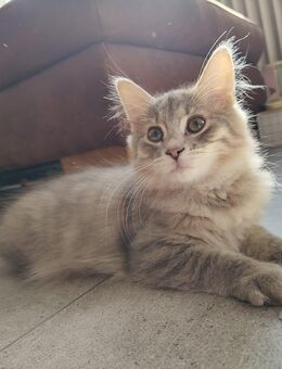 Norweg. Waldkatzenkitten Mädchen, letzte Gelegenheit! - Zweibrücken