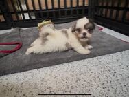 Maltipoo Welpen Rüden - Mechernich