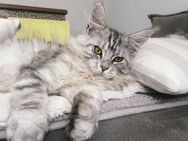 Maine Coon Kitten shaded Linie - Dortmund Hombruch