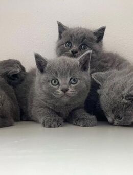 Bkh Britsch Kurzhaar kitten Blue Point abgabebereit - Lohne (Oldenburg)
