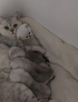BKH Kitten mit 2 Impfungen - Traunreut