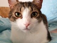 ❣️💤 Süßer, sensibler Sultan 💤❣️NOTFALL - Eislingen (Fils)