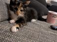 Kitten sucht liebevolles zu Hause in 09117
