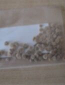 ital. Tomatensamen - Scatolone in 74653