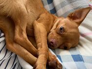 Chihuahua Apollo sucht ein neues zu Hause - Bösingen