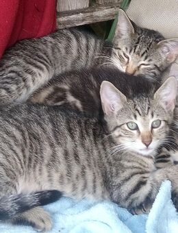 Maincoon-russischblau Mix Kätzchen Katerchen Wurf - Hamburg Hamburg-Nord