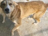 Ricardo sucht ein liebevolles Zuhause - Blankenheim (Nordrhein-Westfalen)
