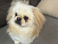 Reiner pekingese - Wesseling Zentrum