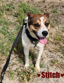 Stitch Kleiner Held mit großem Herzen - Stein-Wingert