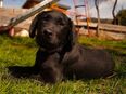 Labrador Dame 7 Monate in 94234