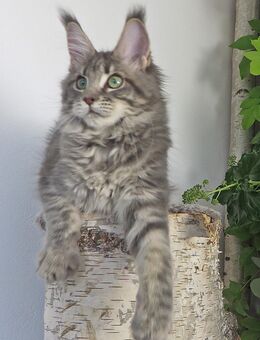 Maine Coon Kitten mit Stammbaum - Hof