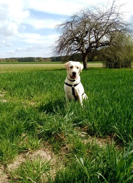 Labrador Deckrüde. Nicht zu Verkaufen. - Rodgau