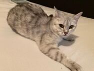BkH Katze Silver tabby reinrassig 15 Monate alt - Bremen