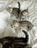 Bkh Mix kitten in 49393