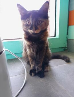 Kitten Katzenbaby Norwegische Waldkatze Maine Coon Tricolor Schildpatt Glückskatze - Kindenheim