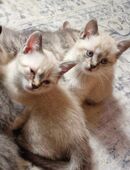 Siam - Kätzchen 12 Wochen Babykätzchen in 76706