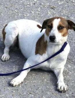 Calea ist eine Schönheit und lieb dazu! - Karben