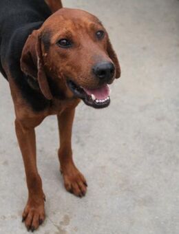 Waldo sucht ein Zuhause - Margetshöchheim
