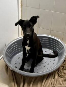 🐶Sanfter Junghund Petre 🐶 - Eislingen (Fils)