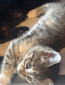 Katzenbaby's Mixkitten Babykatzen kitten - Monheim (Rhein)