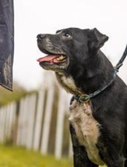 SHERLOCK - Senior mit Schwung - Overath