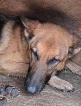 Lupita verlor alles - Dreikirchen