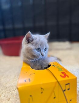 Reinrassige Britisch Kurzhaar Kitten BKH - Rötha
