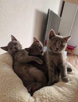 Britisch Kurzhaar kitten 14 Wochen alt suchen ab sofort ein liebevolles Zuhause - Garbsen