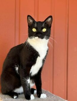 Venus - Liebesgöttin - Süderbrarup