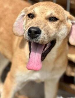 TUULA ~ bezauberndes Hundemädchen - Duisburg