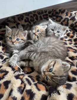 Babykatzen suchen Zuhause - Troisdorf