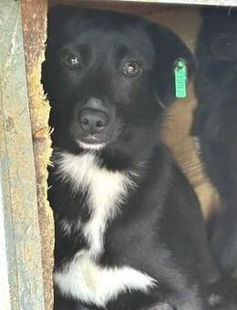 SALLY ~ kleines süßes schwarzes Mädel - Duisburg