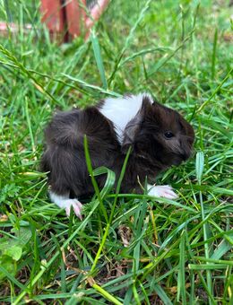 Junge Meerschweinchen in verschiedenen Farben abzugeben - Reisbach
