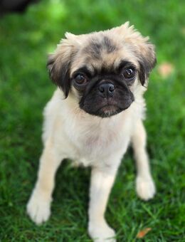 Mops Welpen Mopswelpen - Beckingen