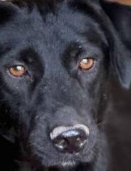 Lisa geht in der Menge total unter 🐾 - Elsdorf (Nordrhein-Westfalen)