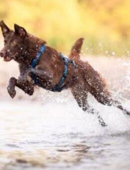 Sportliche HAZEL sucht hundeerfahrene - Koblenz