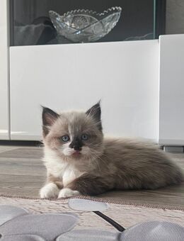 Bkh Maine Coon Kitten Mix - Hamburg Altona