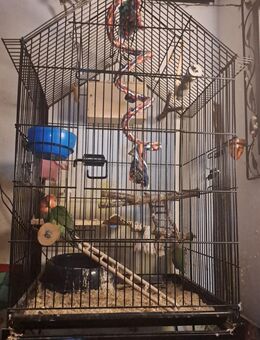 Unzertrennliche Pärchen abzugeben - Recklinghausen