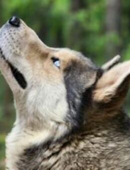 Bildhübscher Husky Rüde - Wicky - Bad Belzig