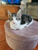 Kleiner Kater sucht! in 46395