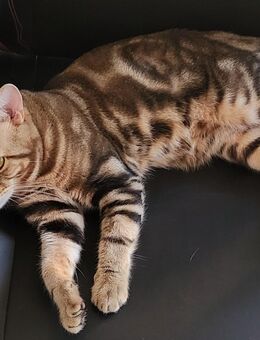 Bengal Mix BKH Deckkater (kein Verkauf) - Troisdorf