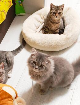 BKH/Blh Kitten Abgabebereit - Wuppertal