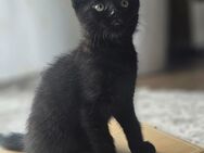 Kitten schwarz - Mönchengladbach