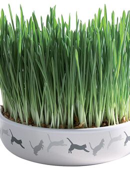 Trixie Keramikschale mit Katzengras - Ø 15 x 4 cm + 50 g Saat