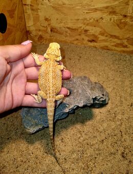 Bartagame Jungtier ( pogona vitticeps) Männchen - Offstein