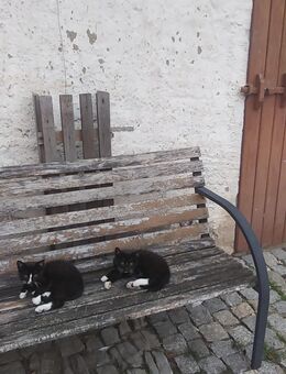 2 süße Kater abzugeben - Naumburg (Saale)